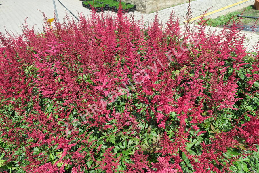 Čechrava Arendsova 'Etna' - Astilbe arendsii 'Etna'