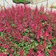 Čechrava Arendsova 'Etna' - Astilbe arendsii 'Etna'