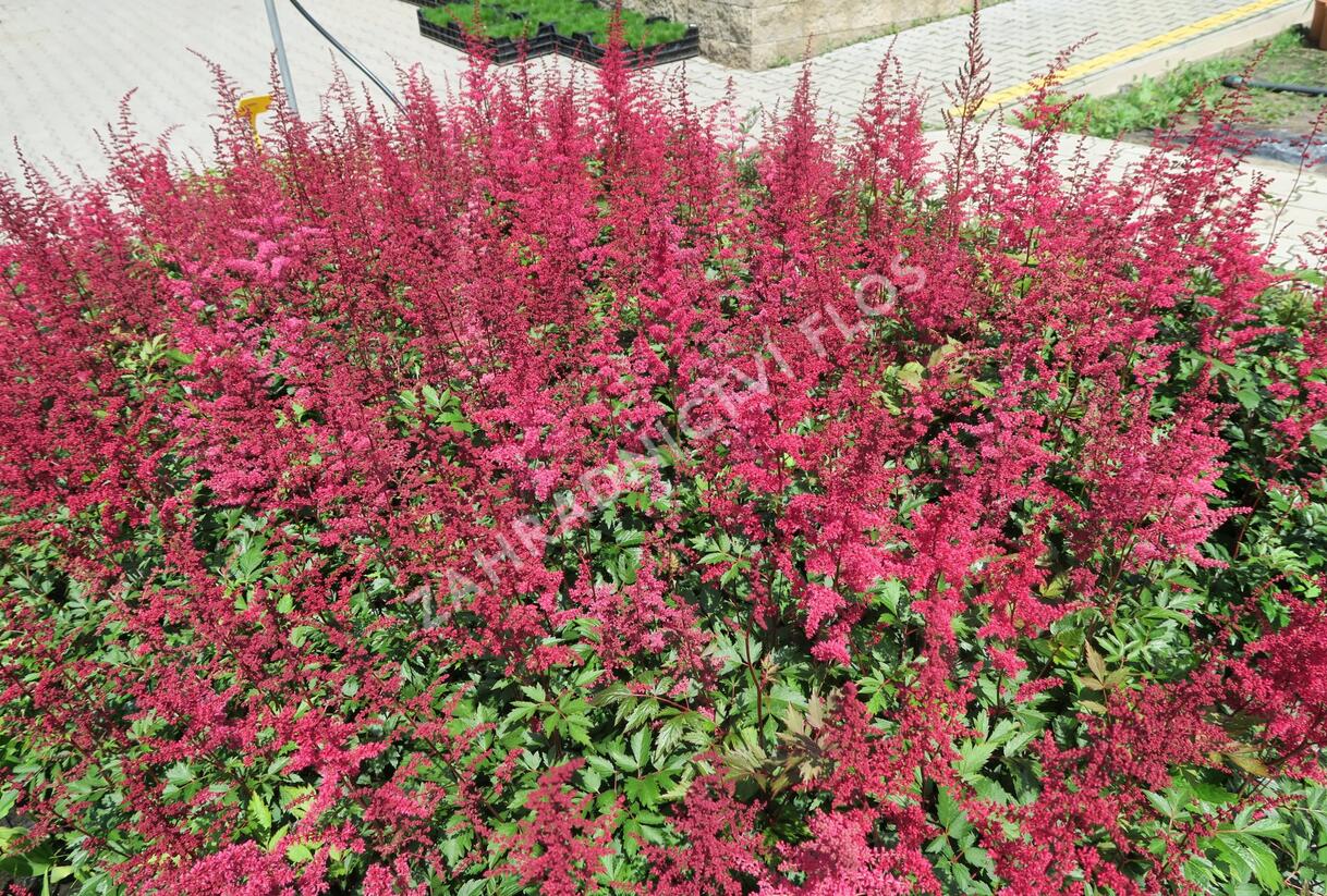 Čechrava Arendsova 'Etna' - Astilbe arendsii 'Etna'