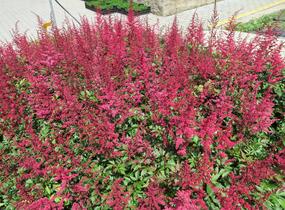 Čechrava Arendsova 'Etna' - Astilbe arendsii 'Etna'