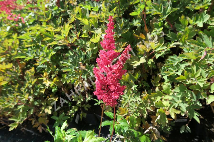 Čechrava Arendsova 'Etna' - Astilbe arendsii 'Etna'