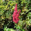 Čechrava Arendsova 'Etna' - Astilbe arendsii 'Etna'