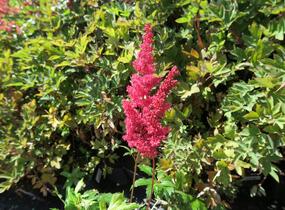 Čechrava Arendsova 'Etna' - Astilbe arendsii 'Etna'