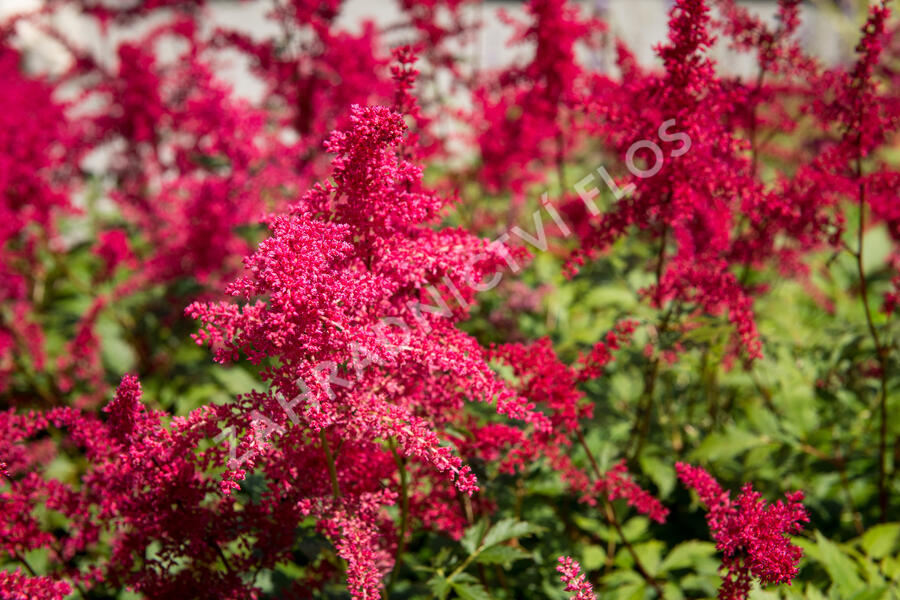 Čechrava Arendsova 'Etna' - Astilbe arendsii 'Etna'