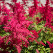 Čechrava Arendsova 'Etna' - Astilbe arendsii 'Etna'