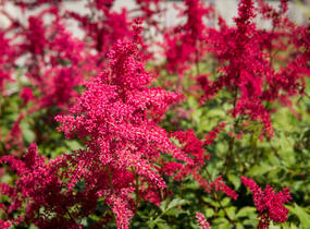 Čechrava Arendsova 'Etna' - Astilbe arendsii 'Etna'