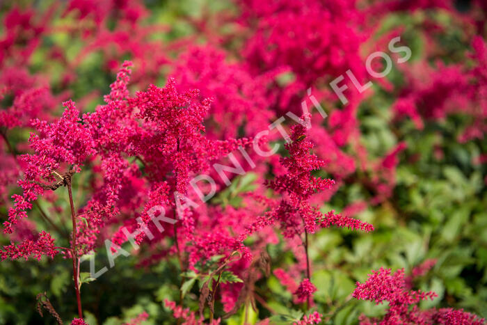 Čechrava Arendsova 'Etna' - Astilbe arendsii 'Etna'