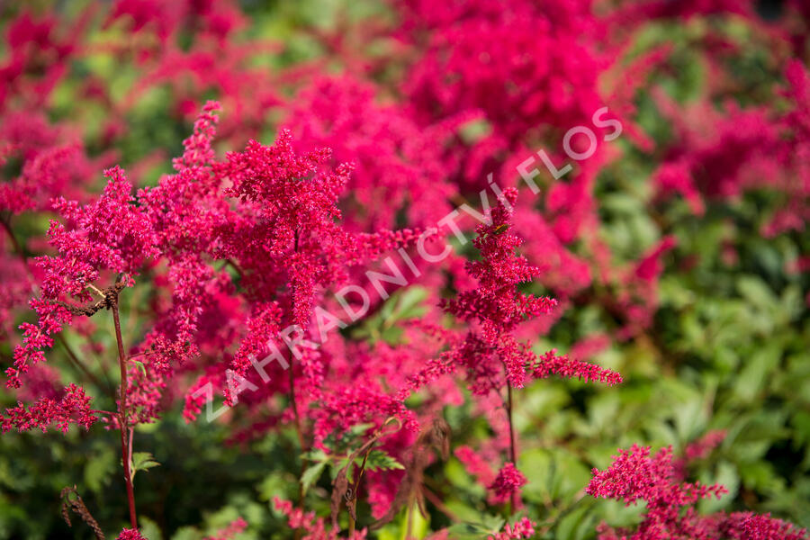 Čechrava Arendsova 'Etna' - Astilbe arendsii 'Etna'