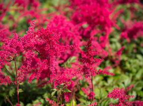 Čechrava Arendsova 'Etna' - Astilbe arendsii 'Etna'