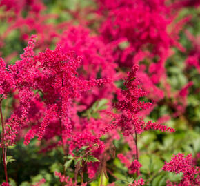 Čechrava Arendsova 'Etna' - Astilbe arendsii 'Etna'