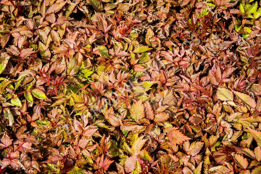 Čechrava Arendsova 'Etna' - Astilbe arendsii 'Etna'