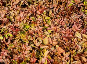 Čechrava Arendsova 'Etna' - Astilbe arendsii 'Etna'