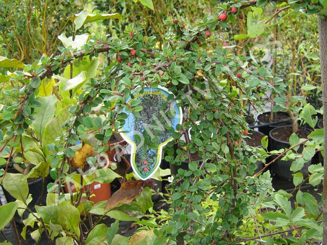 Skalník Dammerův 'Winter Jewel' - Cotoneaster dammerii 'Winter Jewel'