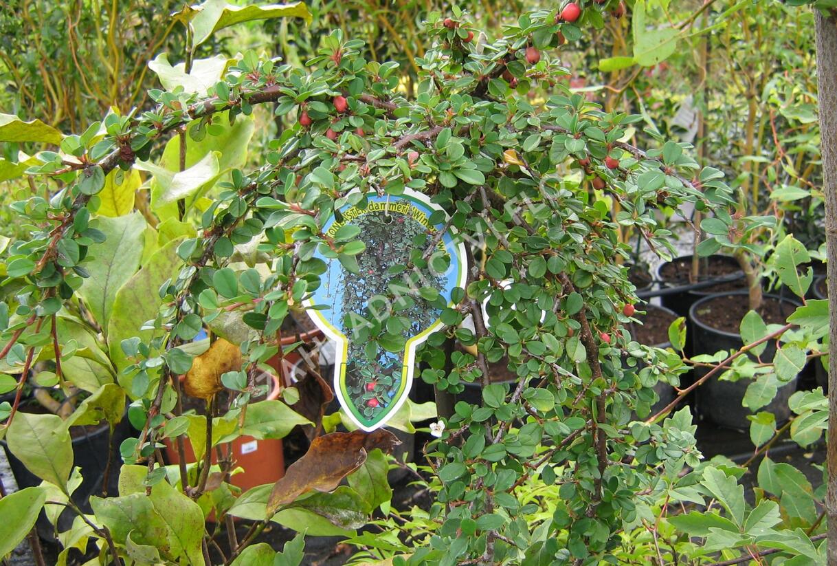 Skalník Dammerův 'Winter Jewel' - Cotoneaster dammerii 'Winter Jewel'