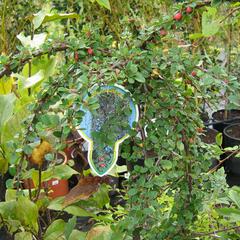 Skalník Dammerův 'Winter Jewel' - Cotoneaster dammerii 'Winter Jewel'