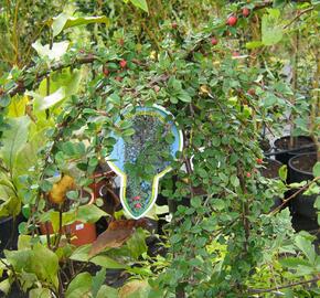 Skalník Dammerův 'Winter Jewel' - Cotoneaster dammerii 'Winter Jewel'