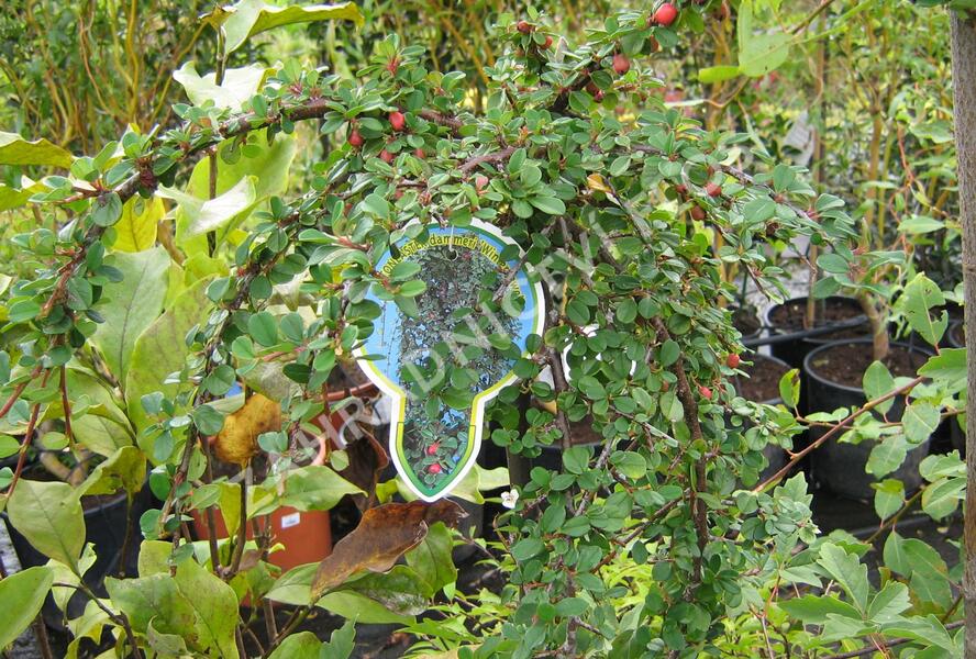 Skalník Dammerův 'Winter Jewel' - Cotoneaster dammerii 'Winter Jewel'