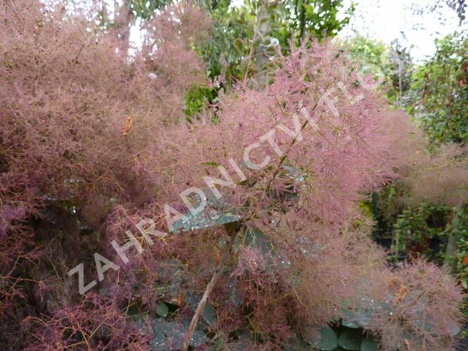 Ruj vlasatá 'Grace' - Cotinus coggygria 'Grace'