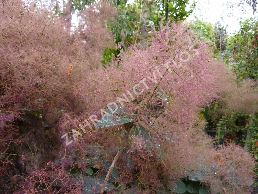 Ruj vlasatá 'Grace' - Cotinus coggygria 'Grace'