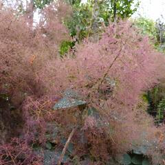 Ruj vlasatá 'Grace' - Cotinus coggygria 'Grace'