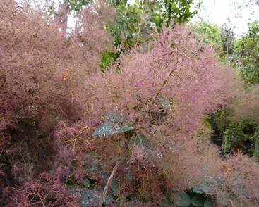 Ruj vlasatá 'Grace'