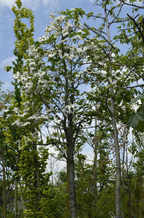 Dřín Nuttelův - Cornus nuttallii