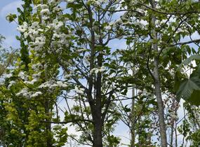Dřín Nuttelův - Cornus nuttallii