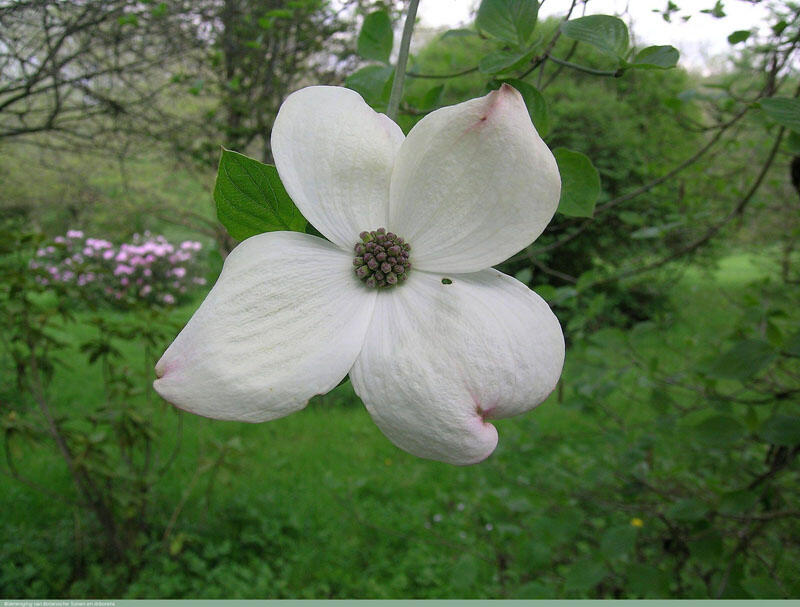 Dřín Nuttelův - Cornus nuttallii