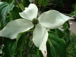 Dřín japonský 'Weisse Fontaine' - Cornus kousa 'Weisse Fontaine'