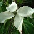 Dřín japonský 'Weisse Fontaine' - Cornus kousa 'Weisse Fontaine'