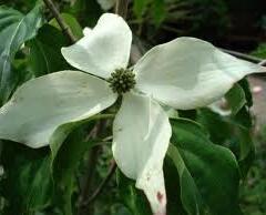 Dřín japonský 'Weisse Fontaine' - Cornus kousa 'Weisse Fontaine'