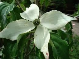 Dřín japonský 'W. Fontäne' - Cornus kousa 'W. Fontäne'