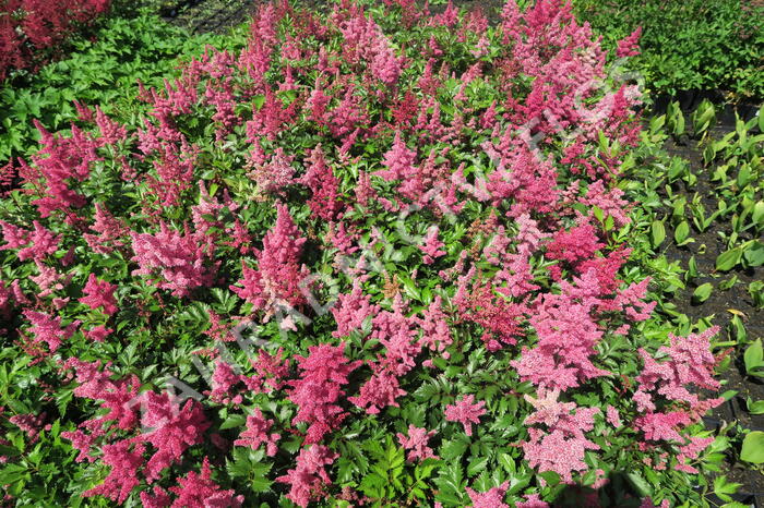 Čechrava Arendsova 'Burgundy Red' - Astilbe arendsii 'Burgundy Red'