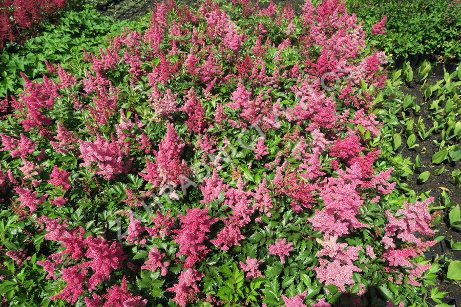 Čechrava Arendsova 'Burgundy Red' - Astilbe arendsii 'Burgundy Red'