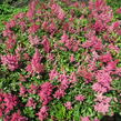 Čechrava Arendsova 'Burgundy Red' - Astilbe arendsii 'Burgundy Red'