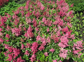 Čechrava Arendsova 'Burgundy Red' - Astilbe arendsii 'Burgundy Red'