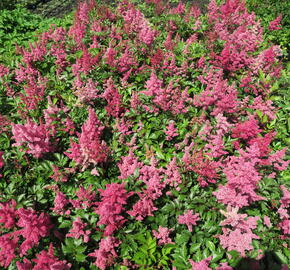 Čechrava Arendsova 'Burgundy Red' - Astilbe arendsii 'Burgundy Red'