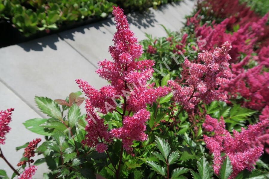 Čechrava Arendsova 'Burgundy Red' - Astilbe arendsii 'Burgundy Red'