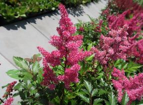 Čechrava Arendsova 'Burgundy Red' - Astilbe arendsii 'Burgundy Red'
