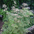 Udatna lesní 'Guinea Fowl' - Aruncus sylvestris 'Guinea Fowl'