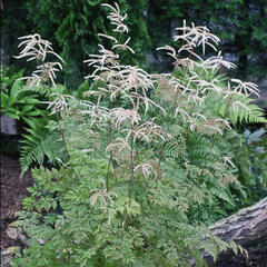 Udatna lesní 'Guinea Fowl' - Aruncus sylvestris 'Guinea Fowl'