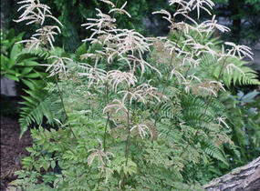 Udatna lesní 'Guinea Fowl' - Aruncus sylvestris 'Guinea Fowl'