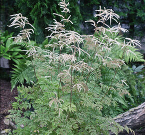 Udatna lesní 'Guinea Fowl' - Aruncus sylvestris 'Guinea Fowl'