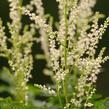 Udatna lesní 'Guinea Fowl' - Aruncus sylvestris 'Guinea Fowl'