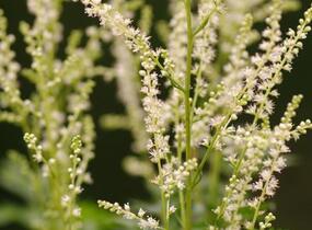 Udatna lesní 'Guinea Fowl' - Aruncus sylvestris 'Guinea Fowl'