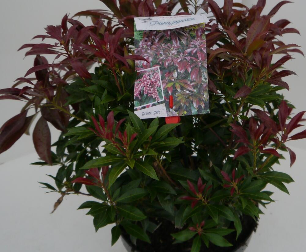 Pieris japonský 'Katsura' - Pieris japonica 'Katsura'
