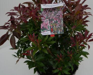 Pieris japonský 'Katsura'