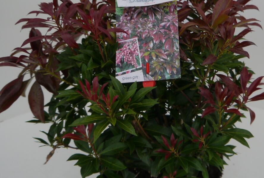 Pieris japonský 'Katsura' - Pieris japonica 'Katsura'