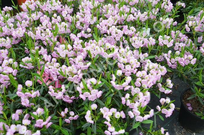 Mamota sivolistá - Kalmia polifolia