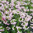 Mamota sivolistá - Kalmia polifolia